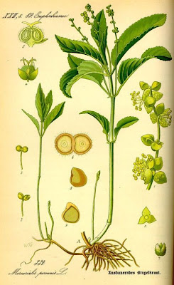 Dog's mercury Dog's mercury