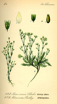 Vernal stitchwort