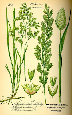 Alpista