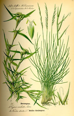 Nardus stricta,
Cervino,
matgrass,
Moor Mat Grass,
moor matgrass,
nard grass