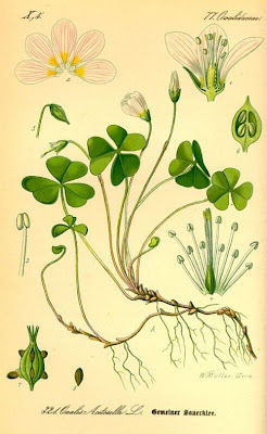 European wood-sorrel European wood-sorrel