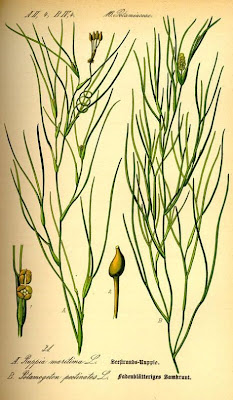 Sea-grass Sea-grass