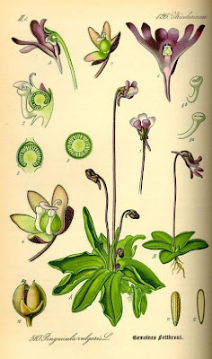 Butterwort Butterwort