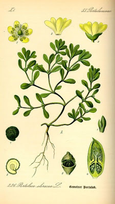 Verdolaga
