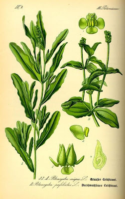 Brasca increspata Brasca increspata