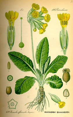 Cowslip primrose Cowslip primrose