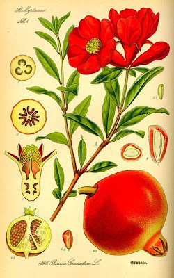 Mangrano