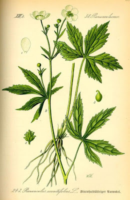 Ranunculus aconitifolius,
,
Ranuncolo a foglie di Aconito