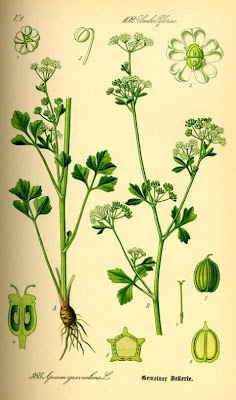 Apio Apio