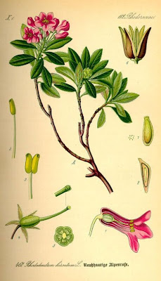 Hairy Alpenrose