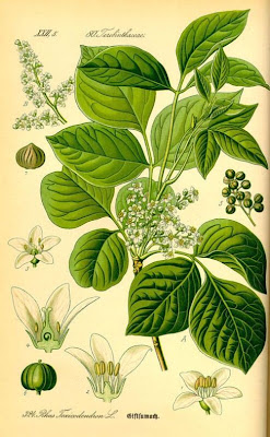 Rhus toxicodendron L.