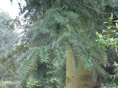Abies homolepis,
Nikko fir,
Nikkotanne Abies homolepis,
Nikko fir,
Nikkotanne