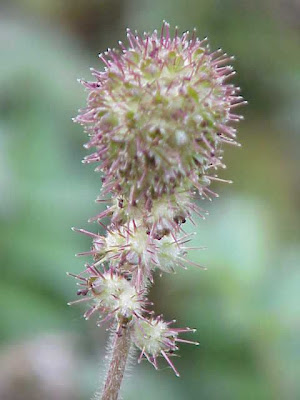 Cadillo Cadillo