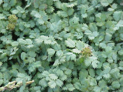 Acaena magellanica Acaena magellanica