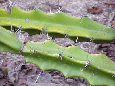 Acanthocereus pentagonus Acanthocereus pentagonus