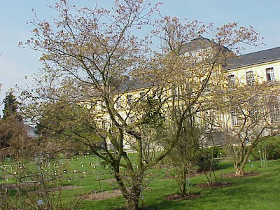 Full-moon maple