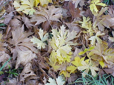 Acer platanoides L.