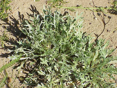Achillea clavennae L.