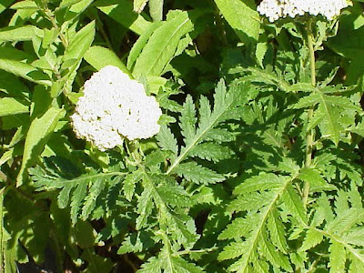 Achillea macrophylla L.