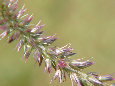 Achyranthes aspera L.