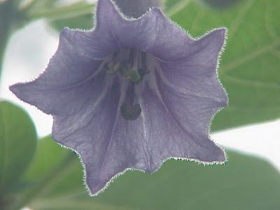 Acnistus australis Acnistus australis