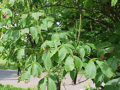 Bottlebrush buckeye Bottlebrush buckeye
