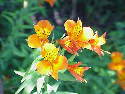 Goldene Inkalilie