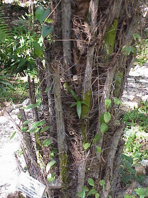 Acrocomia mexicana Acrocomia mexicana