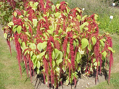 Amaranthus caudatus L.