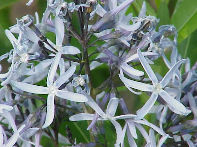 Eastern bluestar Eastern bluestar