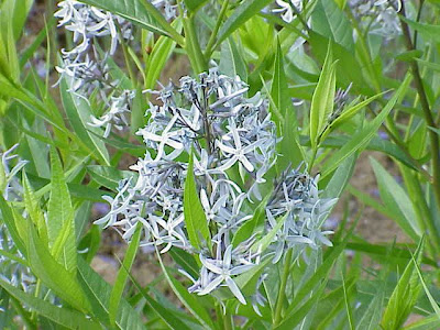 Eastern bluestar Eastern bluestar