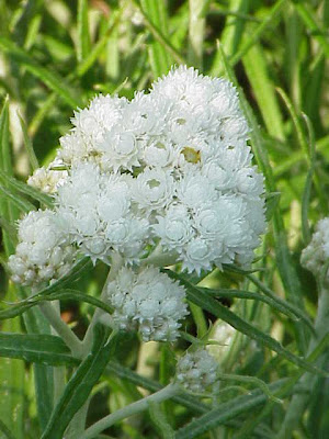 Common pearleverlasting Common pearleverlasting