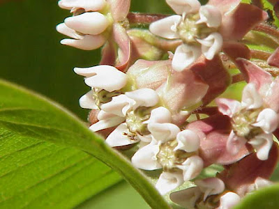 Asclepias syriaca L.