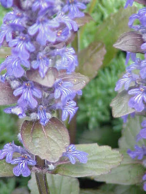 Ajuga reptans L.