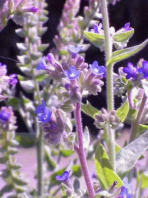 Buglosse officinale Buglosse officinale