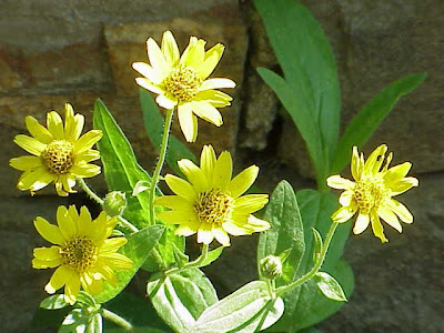 Chamisso arnica Chamisso arnica