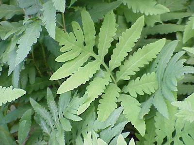 Asplenium trichomanes,
Asplenio tricomane,
dense spleenwort,
doradille chevelue,
maidenhair spleenwort,
Maidenhairspleenwort Asplenium trichomanes,
Asplenio tricomane,
dense spleenwort,
doradille chevelue,
maidenhair spleenwort,
Maidenhairspleenwort