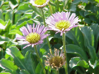 Alpine aster Alpine aster