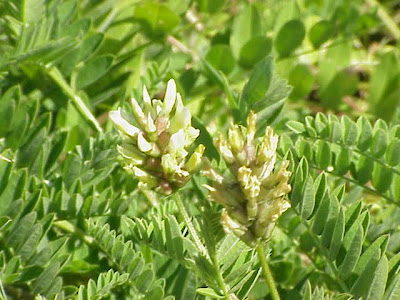 Chick-pea milk-vetch Chick-pea milk-vetch