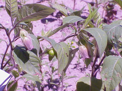 Belladonna Belladonna