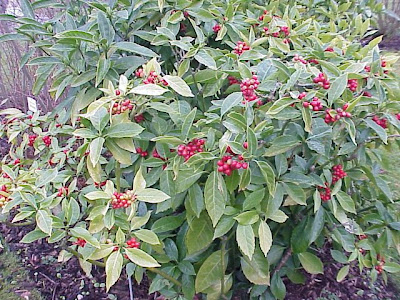 Aucuba japonica,
aoki,
Aukube,
Japanese aucuba,
Japanese laurel,
Japanese-laurel,
spotted-laurel