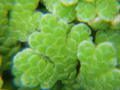 Azolla,
azolla,
Fairy Moss,
mosquito ferns,
mosquitofern,
water ferns Azolla,
azolla,
Fairy Moss,
mosquito ferns,
mosquitofern,
water ferns