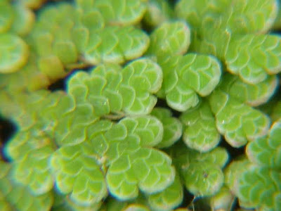 Azolla,
azolla,
Fairy Moss,
mosquito ferns,
mosquitofern,
water ferns Azolla,
azolla,
Fairy Moss,
mosquito ferns,
mosquitofern,
water ferns