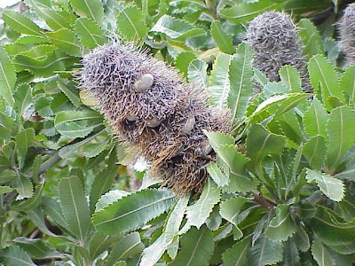Banksia serrata