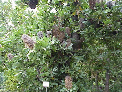 Banksia serrata
