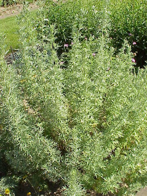 Erba regina