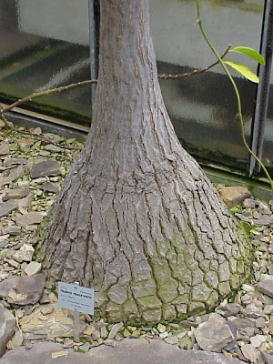 Elephant-foot-tree Elephant-foot-tree