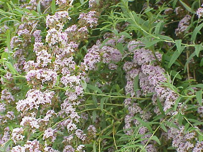 Buddleia alternifolia Buddleia alternifolia