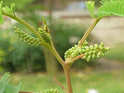 Caesalpinia tinctoria Caesalpinia tinctoria