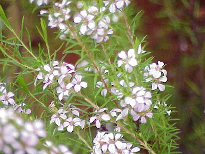 Caleonema pulchrum
